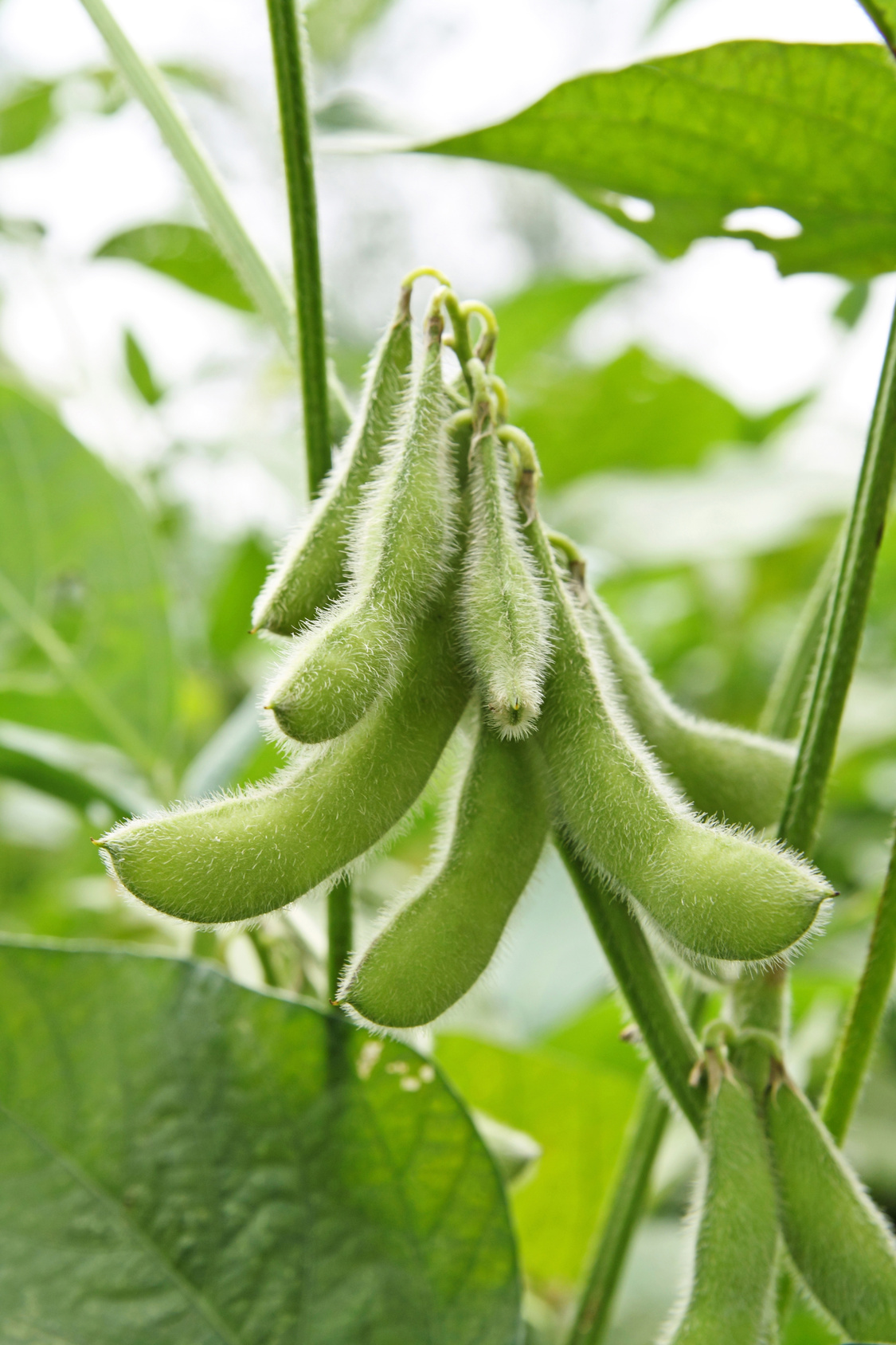 soy bean plant